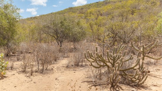 Projeto busca restaurar bioma da caatinga com investimento em projetos - Luciano Queiroz/ Getty Images