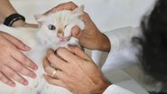 O CãoPaz é um evento mensal - HÉLIA SCHEPPA