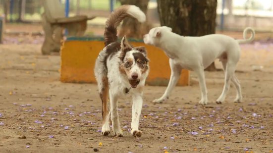 Cachorro passeando