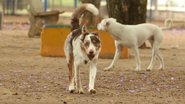 Cachorro passeando