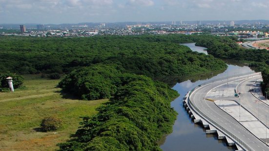 Imagem Pernambuco se une a outros estados e adere a movimento mundial de preservação e restauração de manguezais