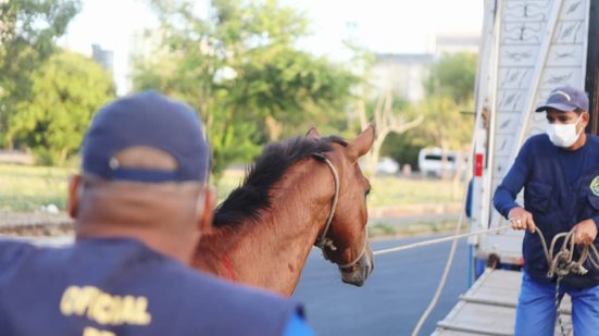 Com vigência de Lei Contra Tração Animal, PCR aumenta fiscalização e resgata animais