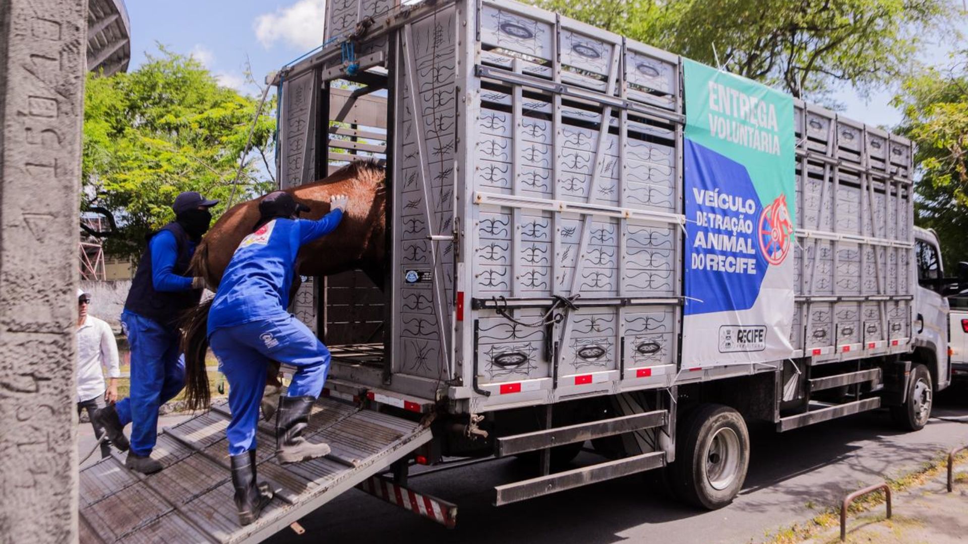 Entrega voluntária de animais e carroças