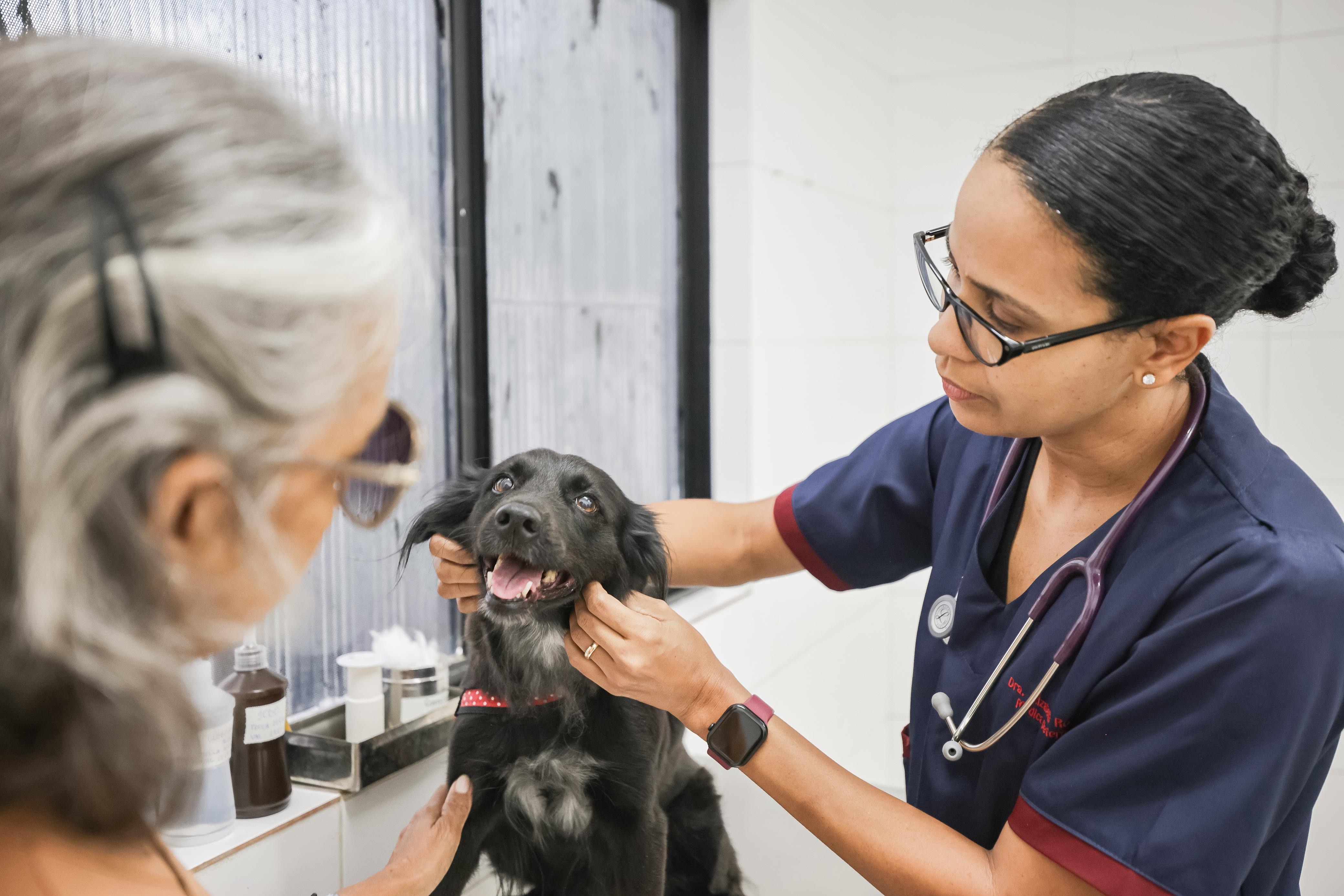 veterinária cuidando de cachorro
